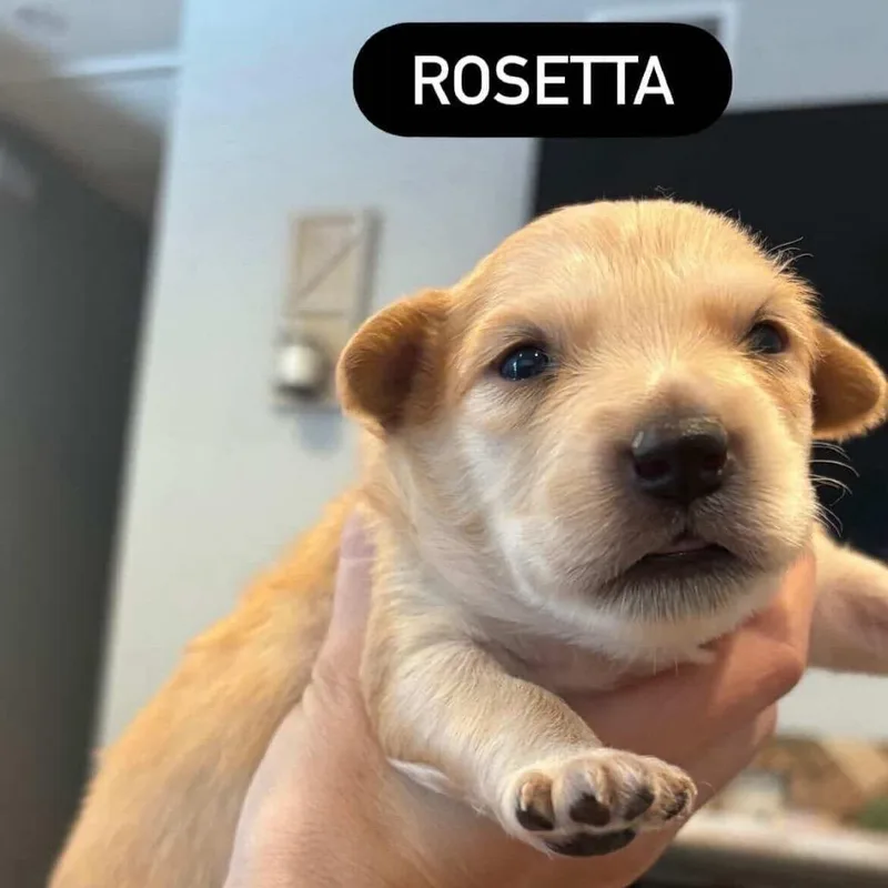 Rosetta thumbnail 2