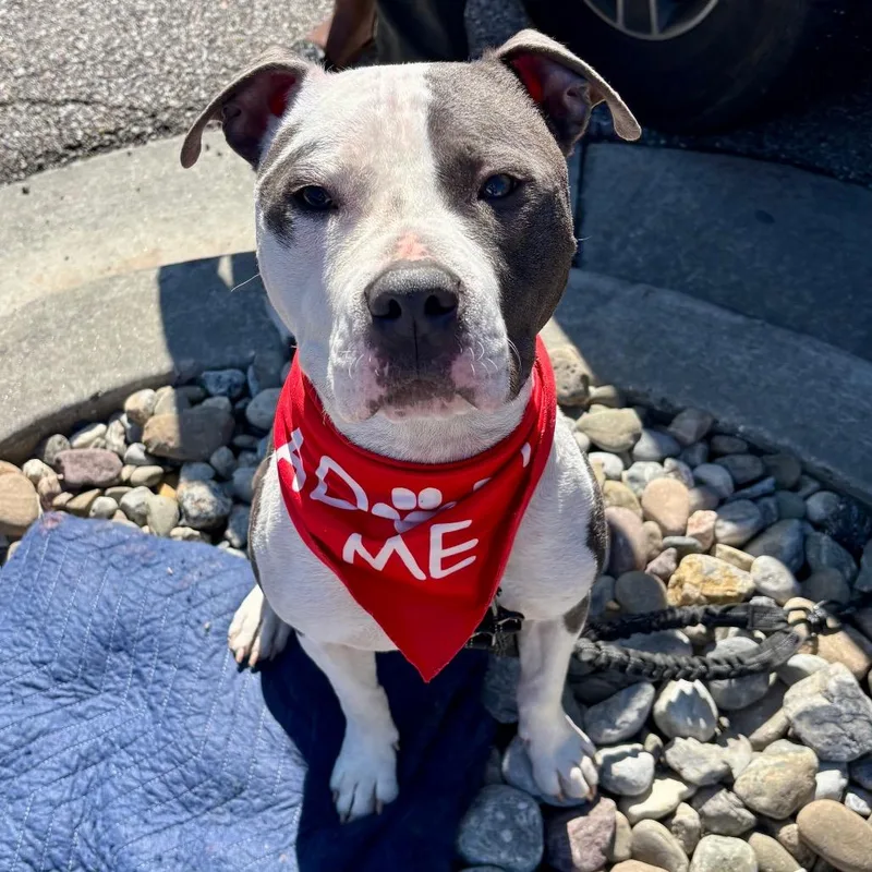 An adult medium-sized male Gray / Blue / Silver Terrier dog named Axle for adoption in Silver Spring, MD