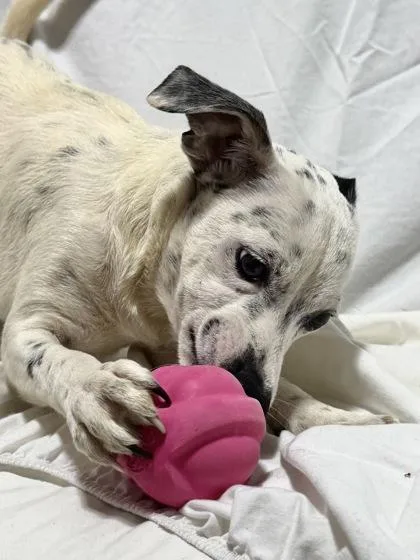 A baby medium-sized female Mixed Breed dog named Cambrie for adoption in West Chester, PA