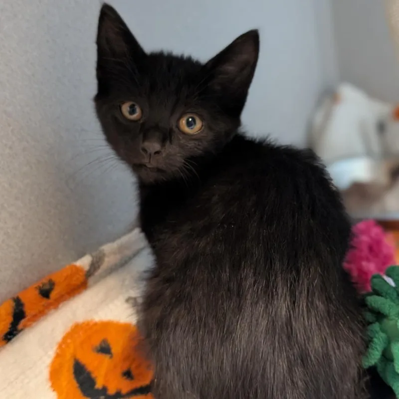 A baby small-sized male Domestic Short Hair cat named Galaga for adoption in Pittsburgh, PA