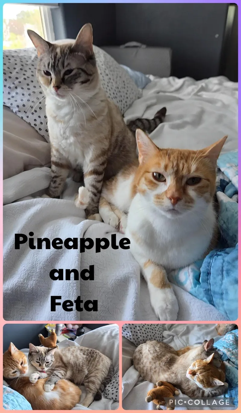 An adult medium-sized female Cream Point Domestic Short Hair cat named Pineapple And Feta for adoption in Newberg, OR
