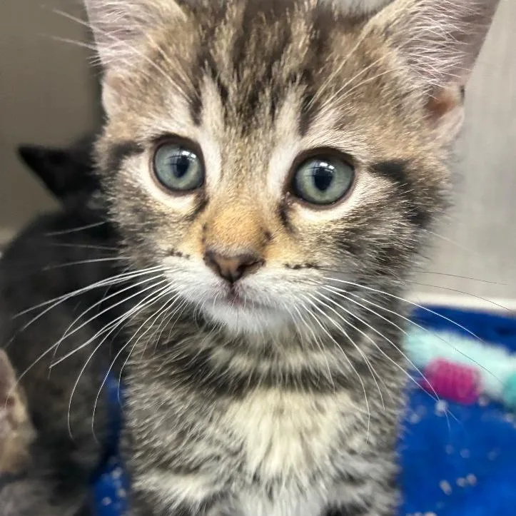 A baby small-sized male Brown / Chocolate Domestic Short Hair cat named Crackle for adoption in Middlebury, VT