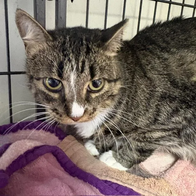 An adult medium-sized female Tabby (Brown / Chocolate) Tabby cat named Chloe for adoption in Porter, TX
