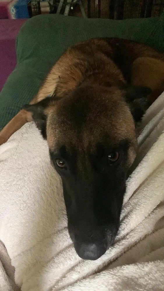 A young medium-sized male Apricot / Beige Belgian Shepherd / Malinois dog named Kingston located in for adoption in Imlay City, MI