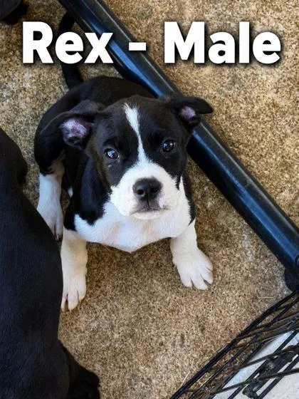 Rex