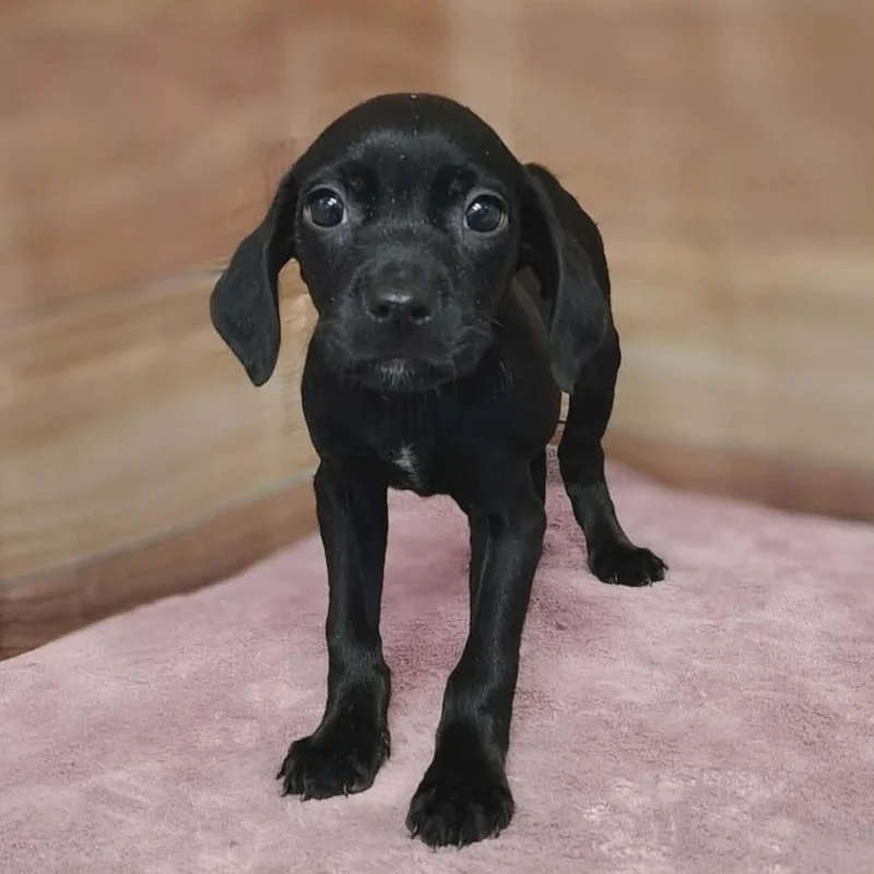 A baby medium-sized female Black Labrador Retriever dog named Siara for adoption in Griswold, CT