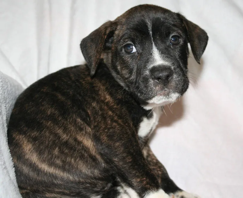 A baby medium-sized female American Staffordshire Terrier dog named Daisy Brynns litter for adoption in Holly Springs, NC