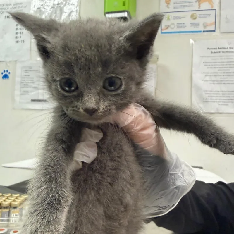 A baby small-sized female Gray / Blue / Silver Domestic Short Hair cat named Lila for adoption in Charleston, WV