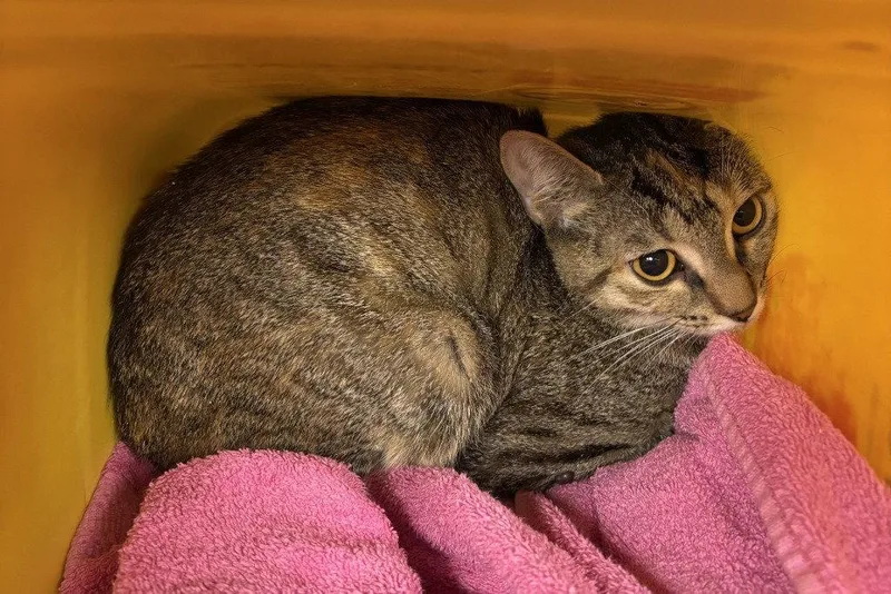 An adult medium-sized female Domestic Short Hair cat named FC  Buggs for adoption in Glen Allen, VA