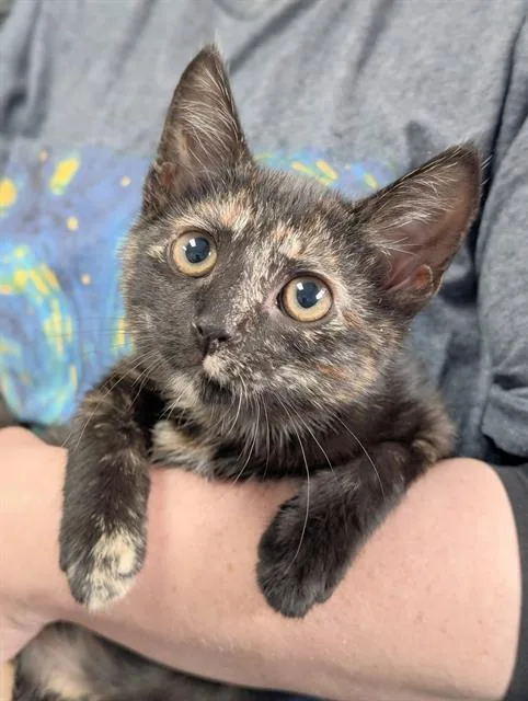 A baby small-sized female Domestic Short Hair cat named Lucy for adoption in Canfield, OH
