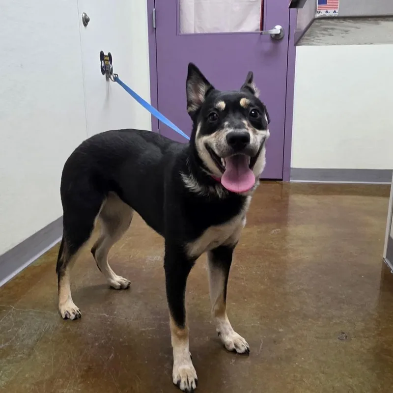 A young medium-sized female Black German Shepherd Dog dog named Xena for adoption in Albuquerque, NM