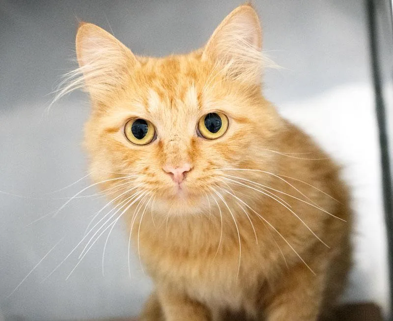 An adult medium-sized female Orange & White Domestic Medium Hair cat named Cherokee for adoption in Monroe, GA