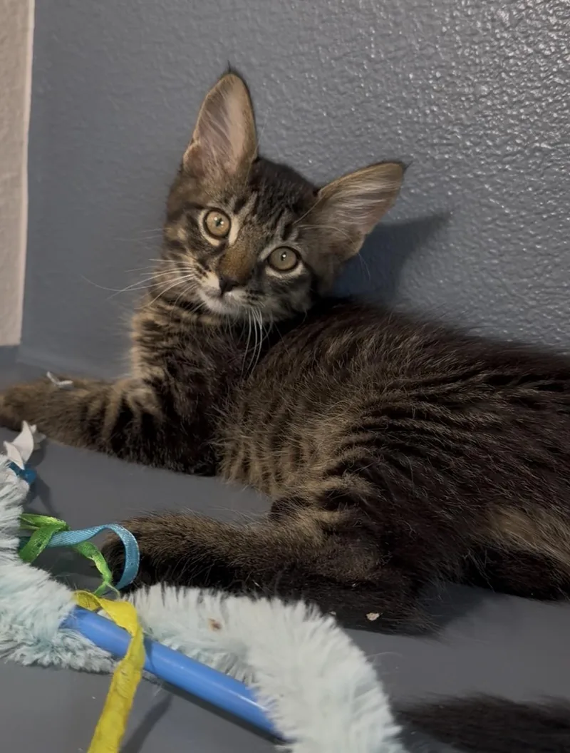 A baby medium-sized male Tabby (Brown / Chocolate) Domestic Medium Hair cat named Forge for adoption in Portland, OR