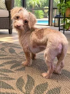 A young small-sized female White / Cream Shih Tzu dog named Brittany for adoption in Tifton, GA