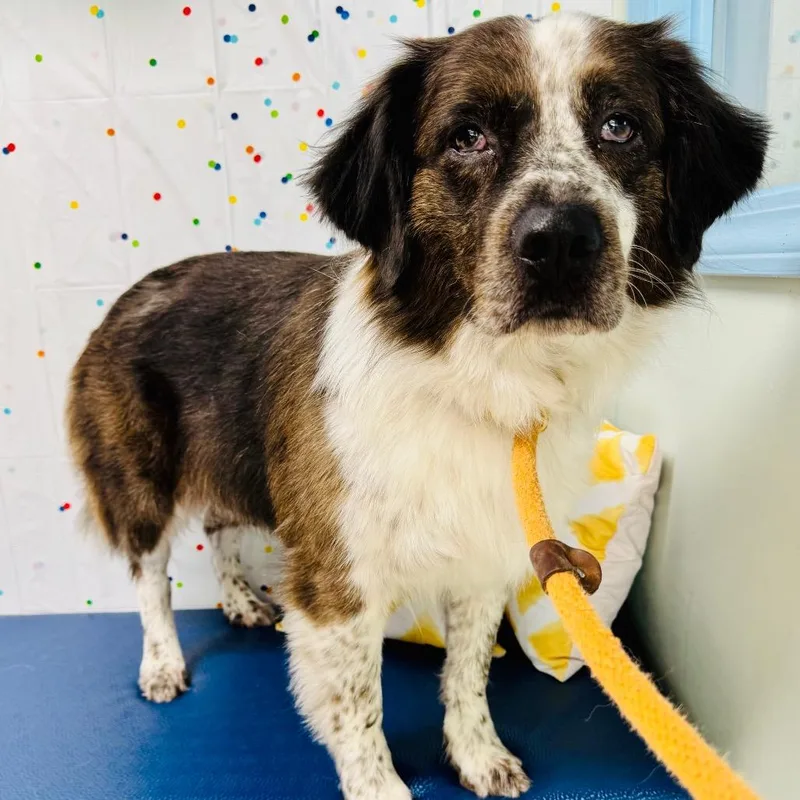 A senior medium-sized female Brown / Chocolate Australian Shepherd dog named Lucy for adoption in Lebanon, MO