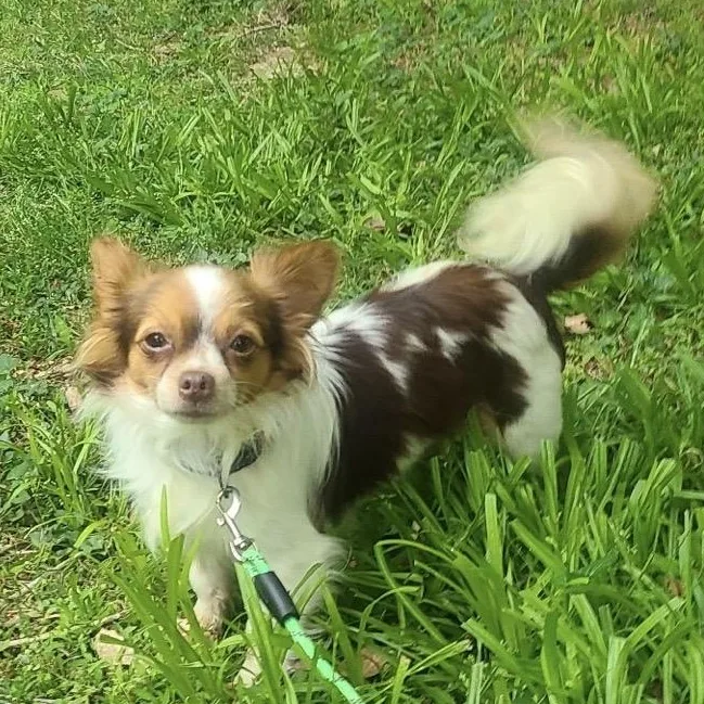 Goofy Gizmo thumbnail 2