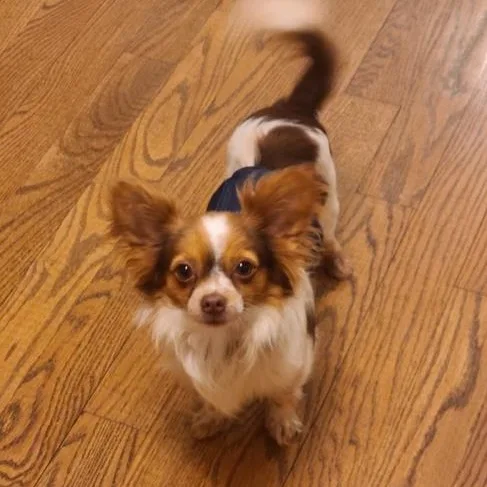 Goofy Gizmo thumbnail 3
