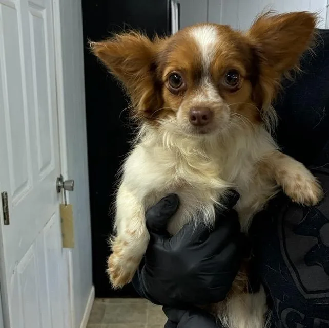 Goofy Gizmo thumbnail 4