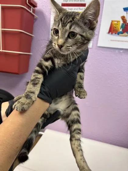 A baby small-sized female Brown / Chocolate Domestic Short Hair cat named Molly for adoption in El Paso, TX