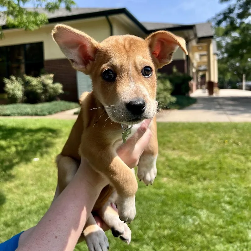 A baby small-sized male Yellow / Tan / Blond / Fawn Mixed Breed dog named Max for adoption in Fort Collins, CO