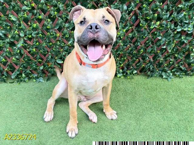A young medium-sized male Mixed Breed dog named Zeus for adoption in West Palm Beach, FL
