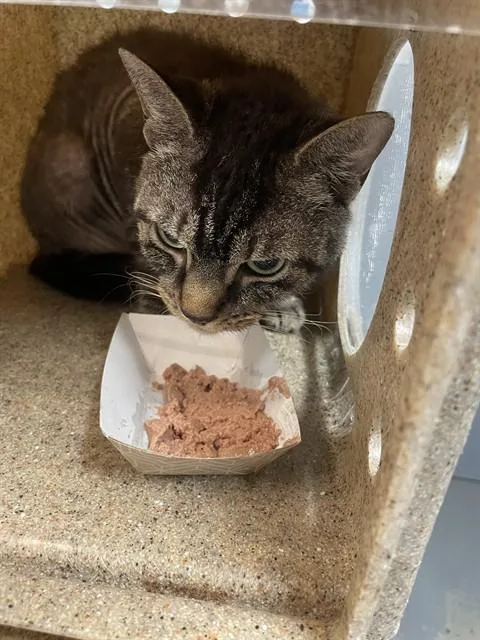 An adult small-sized male Domestic Short Hair cat named Stormi for adoption in Tallahassee, FL