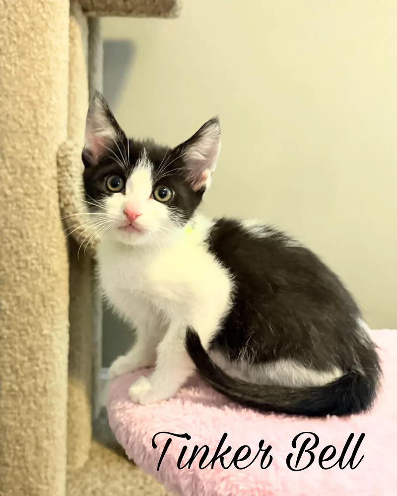 A baby medium-sized female Domestic Short Hair cat named Tinkerbell for adoption in Murfreesboro, TN