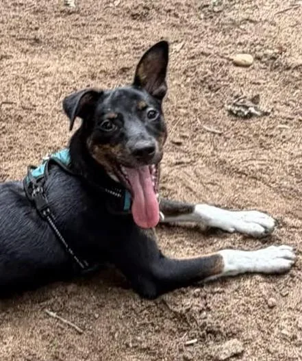 A young medium-sized male Black Australian Cattle Dog / Blue Heeler dog named Larry for adoption in Farmingville, NY