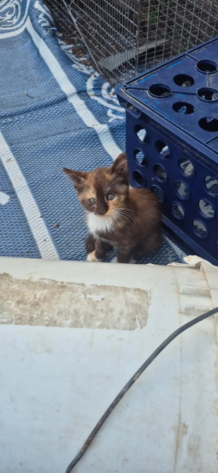 Cocoa calico