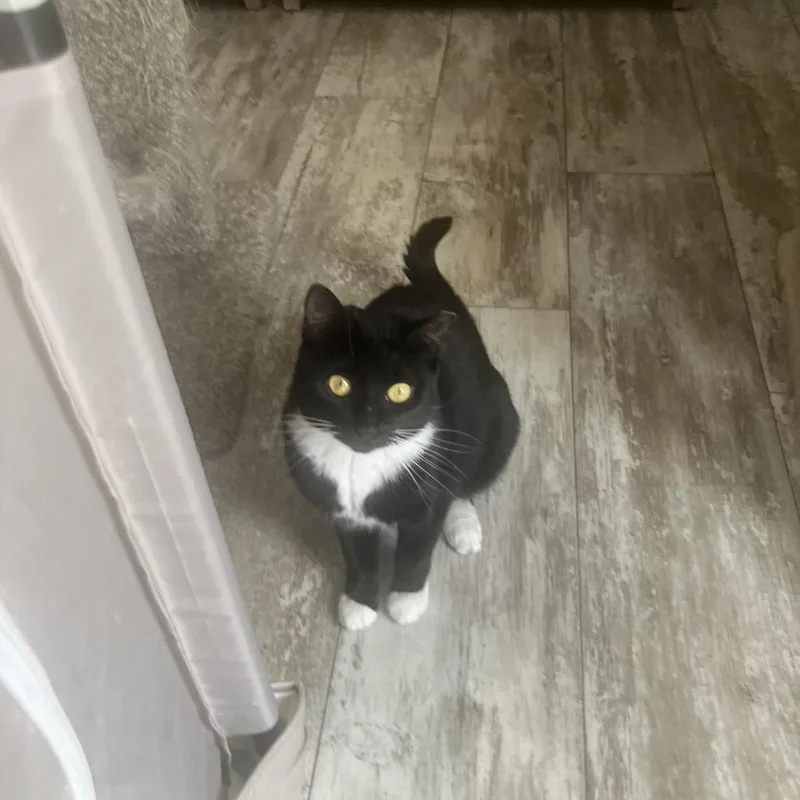 A young medium-sized female Black Domestic Short Hair cat named Eva for adoption in Boston, MA