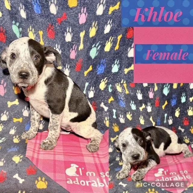 A baby medium-sized female Australian Cattle Dog / Blue Heeler dog named Khloe for adoption in Manchester, CT