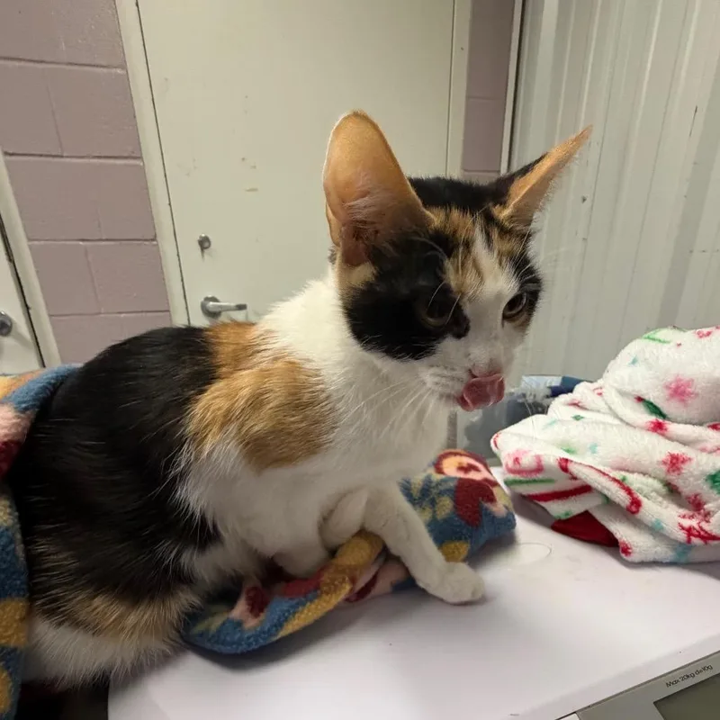 A young medium-sized female Calico Domestic Short Hair cat named Jinx for adoption in Emporia, KS