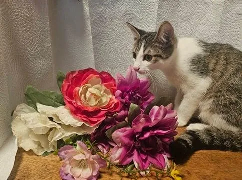 A baby medium-sized male Domestic Short Hair cat named Dandy Meet Me at for adoption in Elkins, WV
