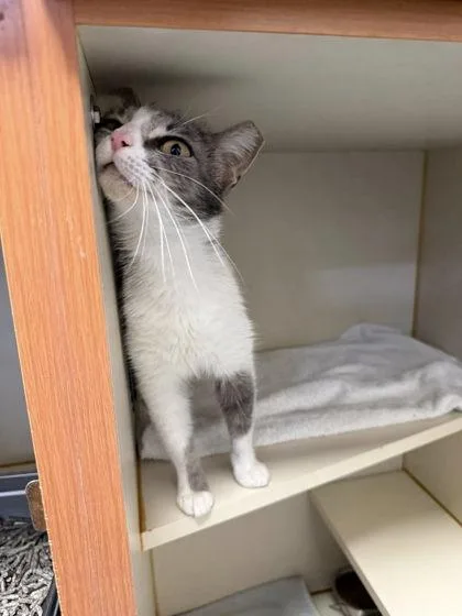 An adult small-sized female Domestic Short Hair cat named Dogwood for adoption in Fairfax, VA