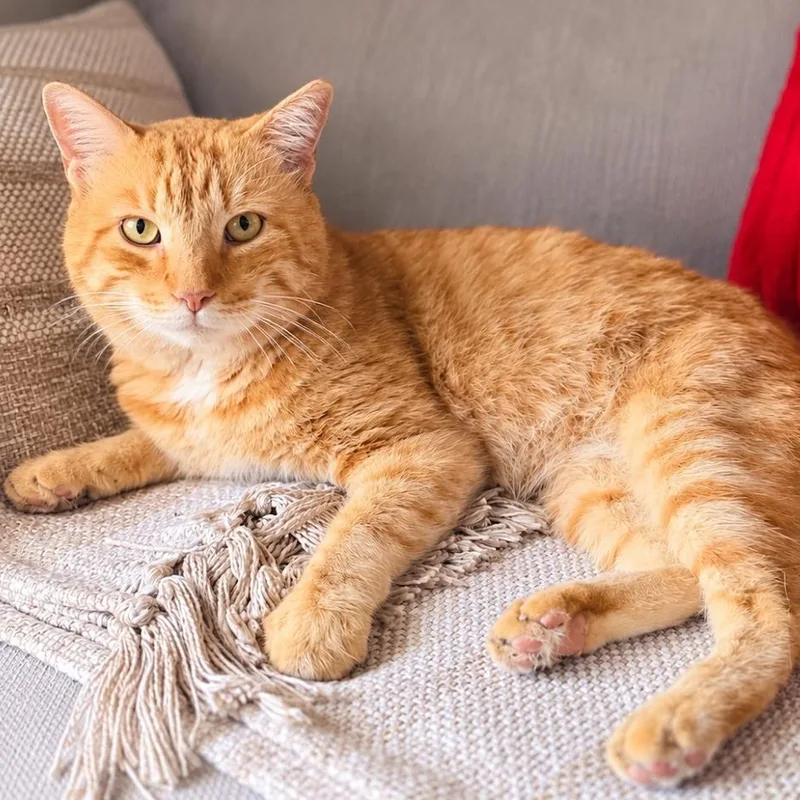 An adult medium-sized male Orange / Red Domestic Short Hair cat named Goose for adoption in Miami, FL