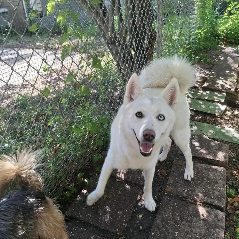 An adult large-sized female White / Cream Husky dog named Connie for adoption in Groveland, MA