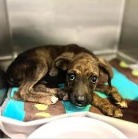 An adult medium-sized male Mixed Breed dog named Brooks for adoption in West Chester, PA