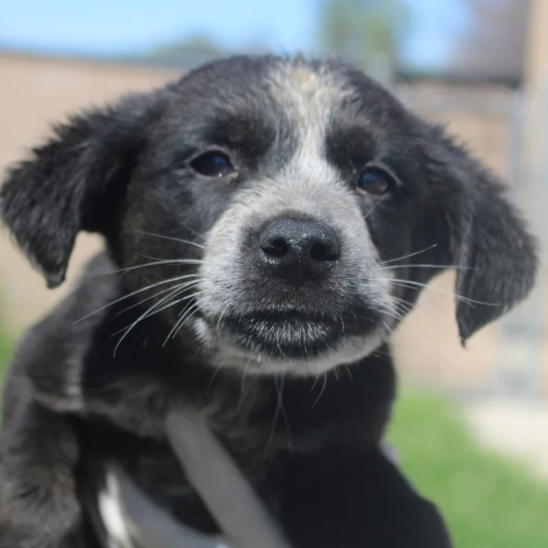 King Of Hearts thumbnail 3