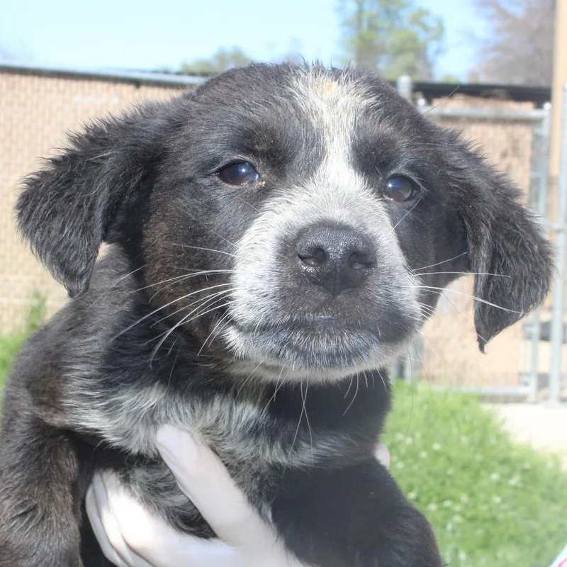 King Of Hearts thumbnail 4