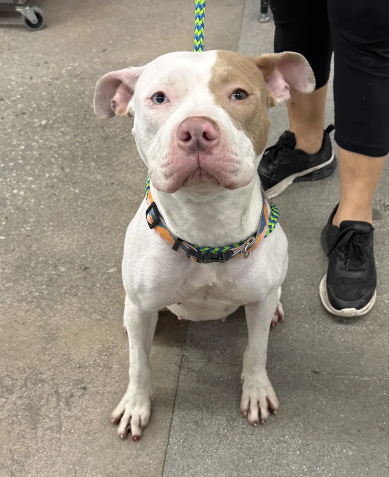 A young medium-sized female White / Cream Pit Bull Terrier dog named Zaylan for adoption in Las Vegas, NV