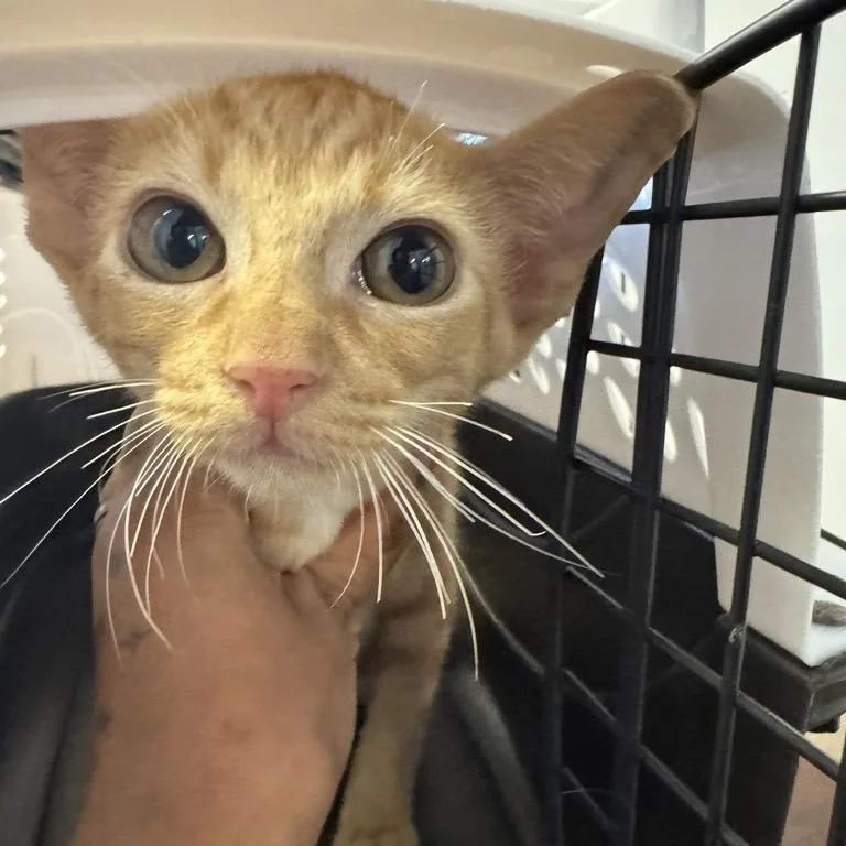 A baby small-sized male Orange / Red Domestic Short Hair cat named Fable for adoption in Saint Louis, MO