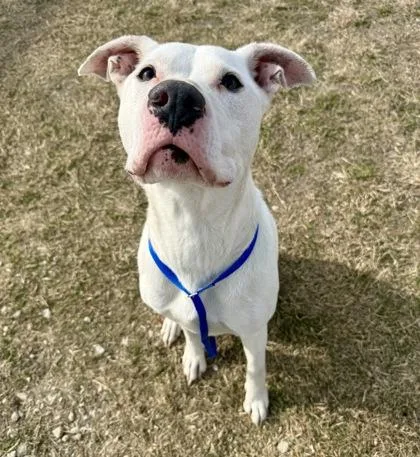 An adult large-sized male Pit Bull Terrier dog named Adonis for adoption in Fort Worth, TX