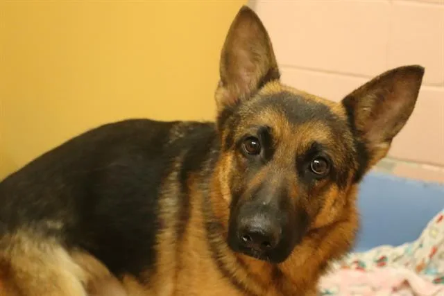 A young medium-sized female Mixed Breed dog named Sweetie for adoption in Columbia, SC