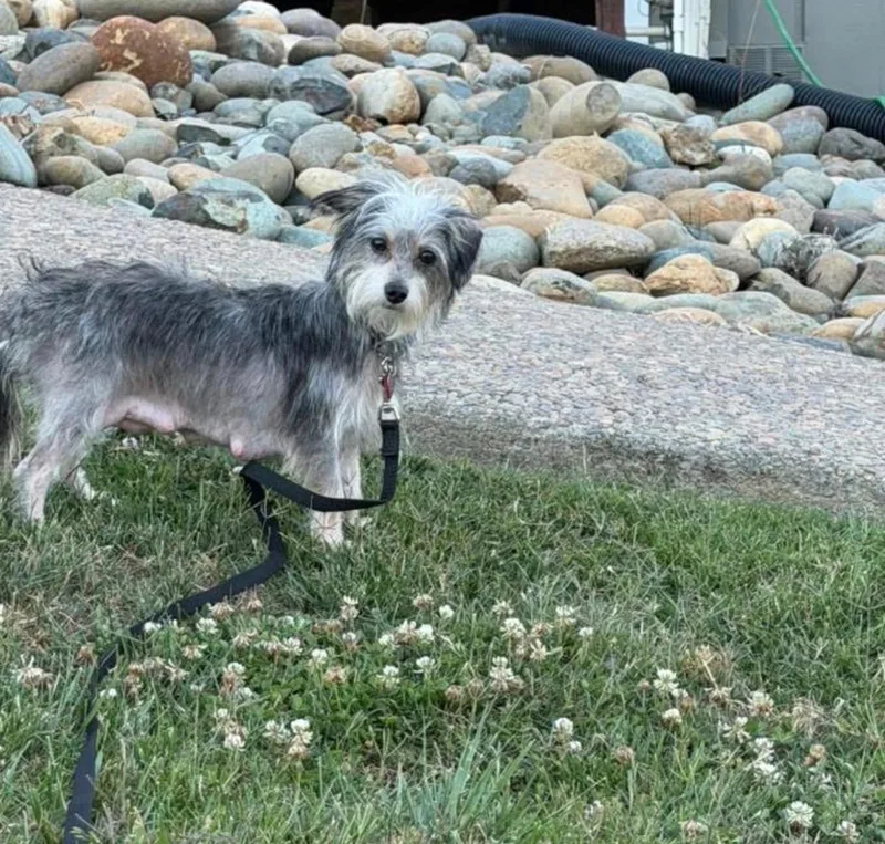 An adult small-sized female Gray / Blue / Silver Terrier dog named O Mama for adoption in Shingle Springs, CA
