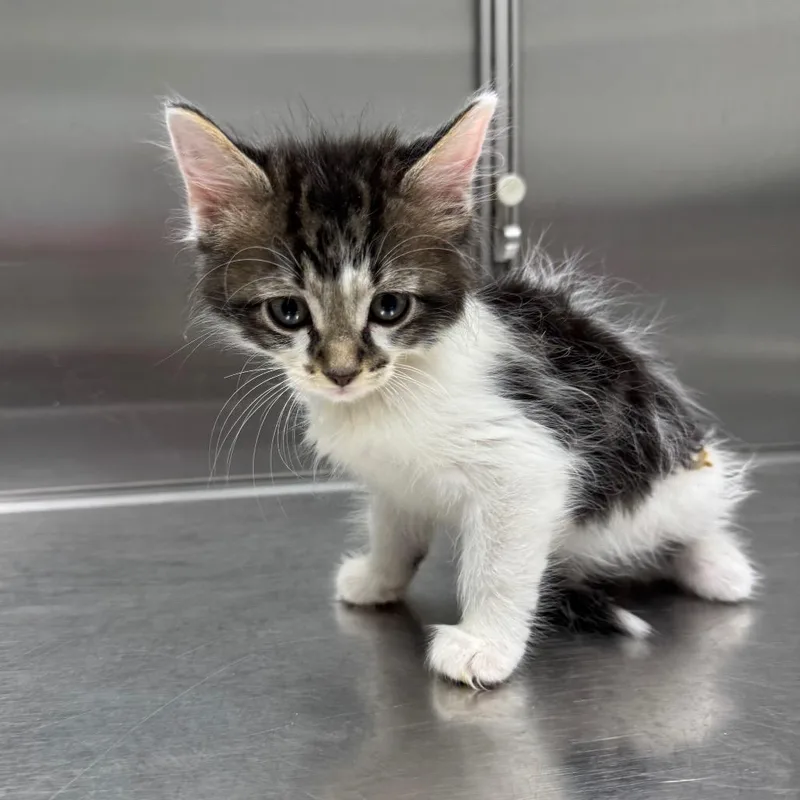 A baby small-sized male White Domestic Long Hair cat named Leche for adoption in Normal, IL