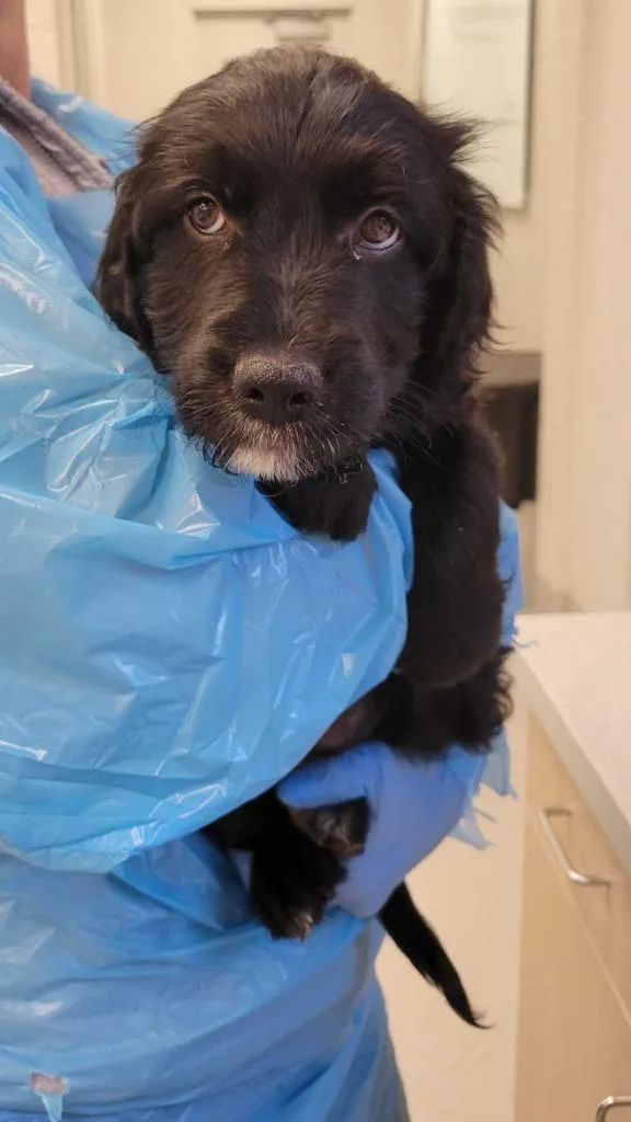 A baby medium-sized female Mixed Breed dog named Square for adoption in Chillicothe, OH