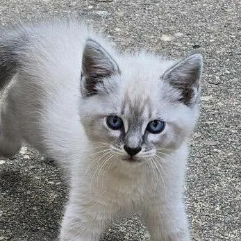 A baby small-sized male Buff / Tan / Fawn Siamese cat named Casanova for adoption in HERNANDO, MS