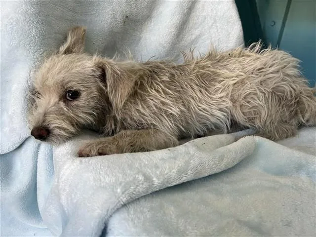A young small-sized female Terrier dog named Poppy for adoption in Baldwin Park, CA