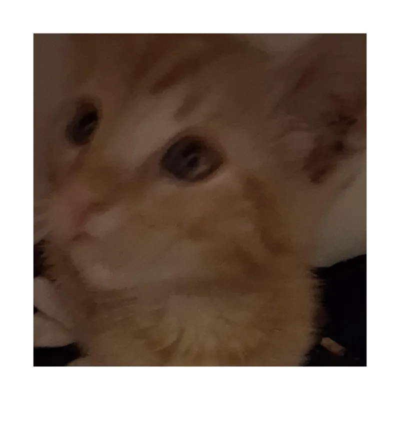 A baby small-sized male Orange / Red Domestic Short Hair cat named Peanut for adoption in Hemet, CA