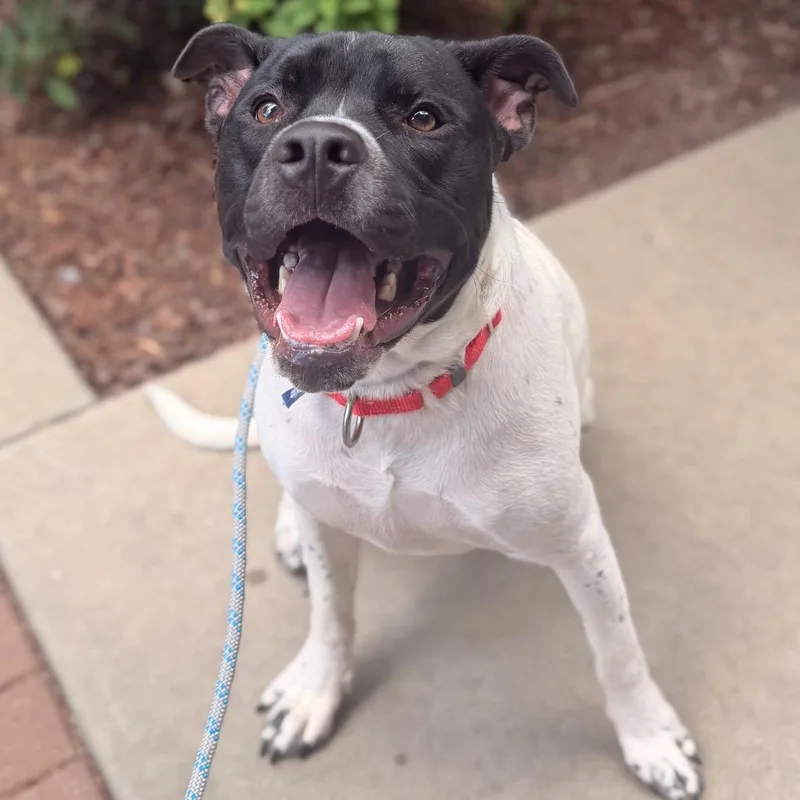 An adult medium-sized male Black Mixed Breed dog named Charley for adoption in Asheville, NC